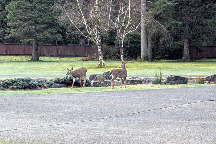 BLOGPOST_DeerPondRockery_s1.jpg